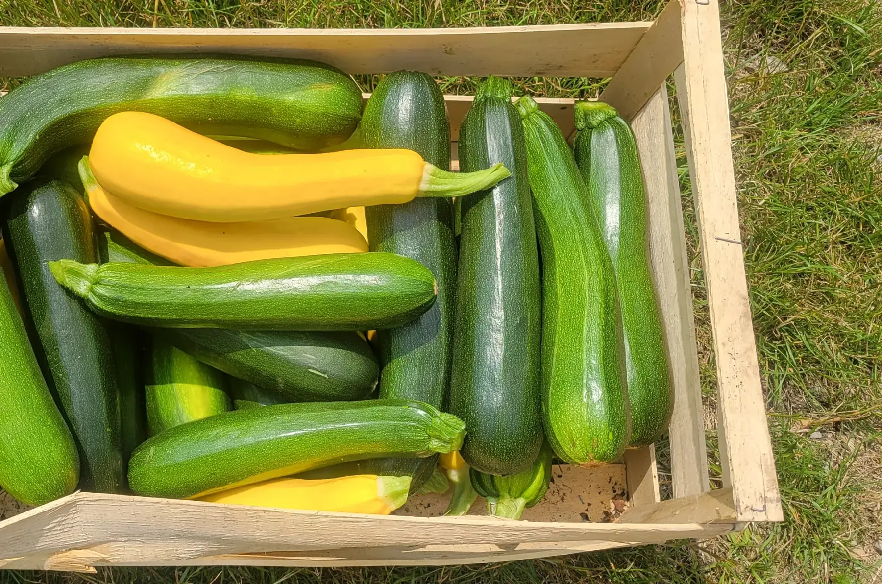 courgettes bio déclassées cagette 5kg