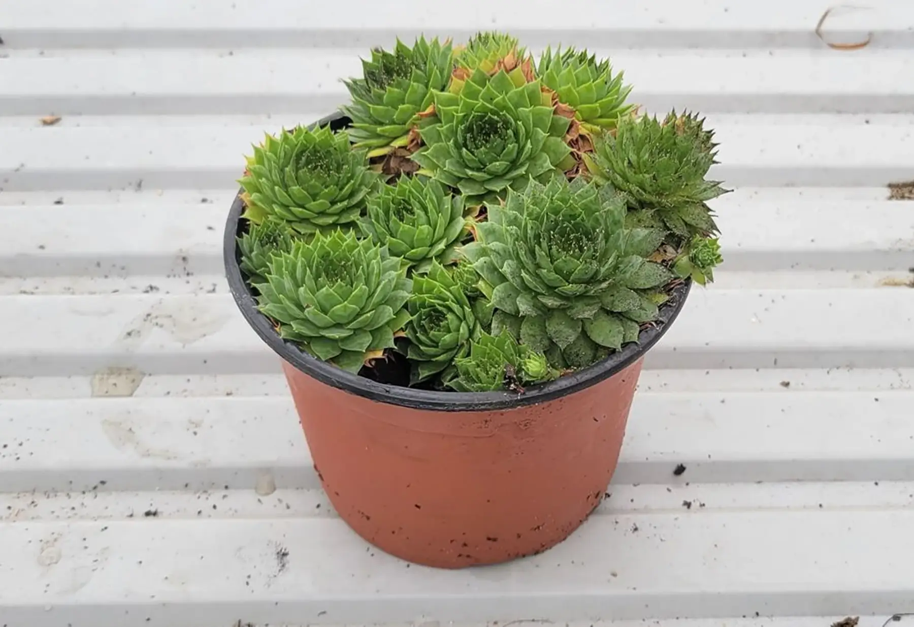 PROMO - Plante grasse 8