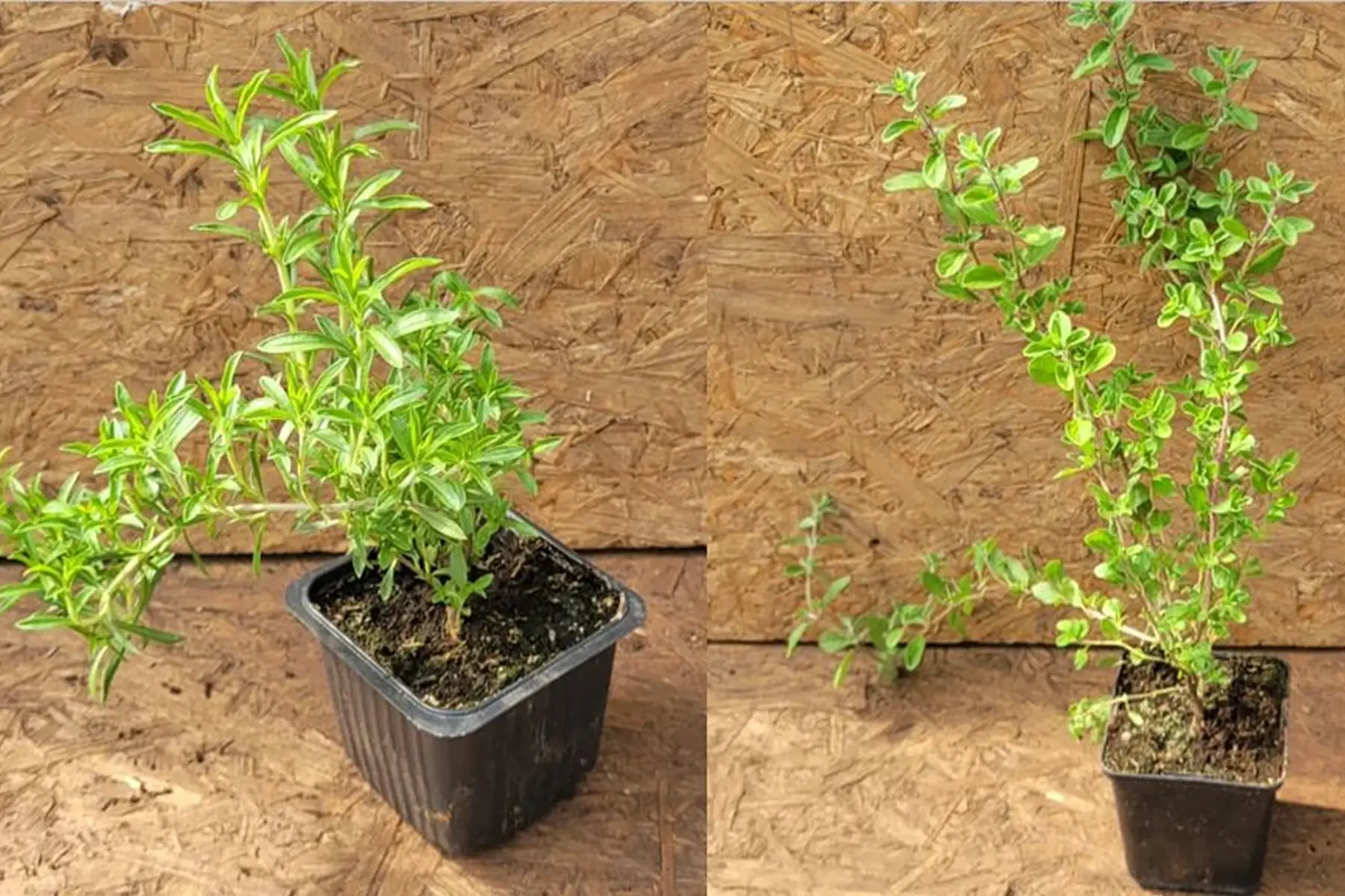 plant de sarriette ou de marjolaine bio