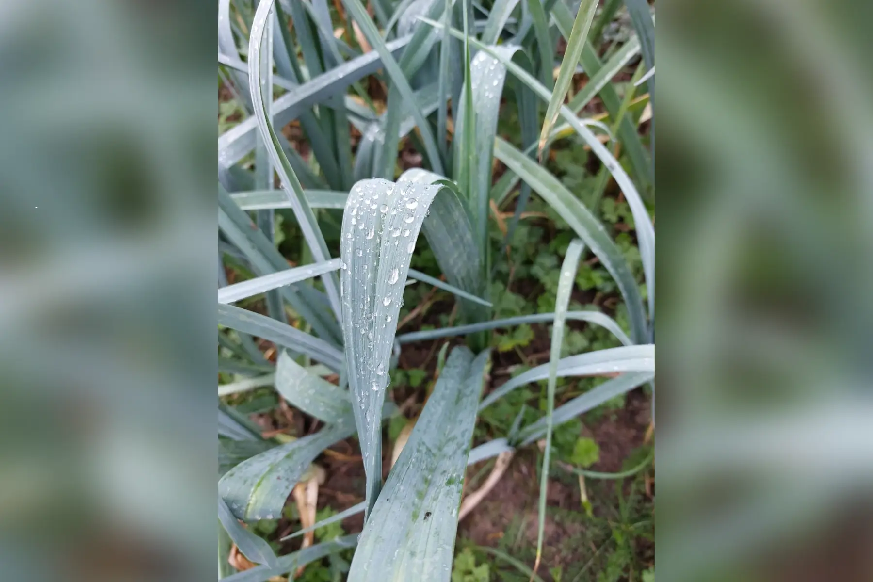 poireaux bio (déclassés-petit prix)