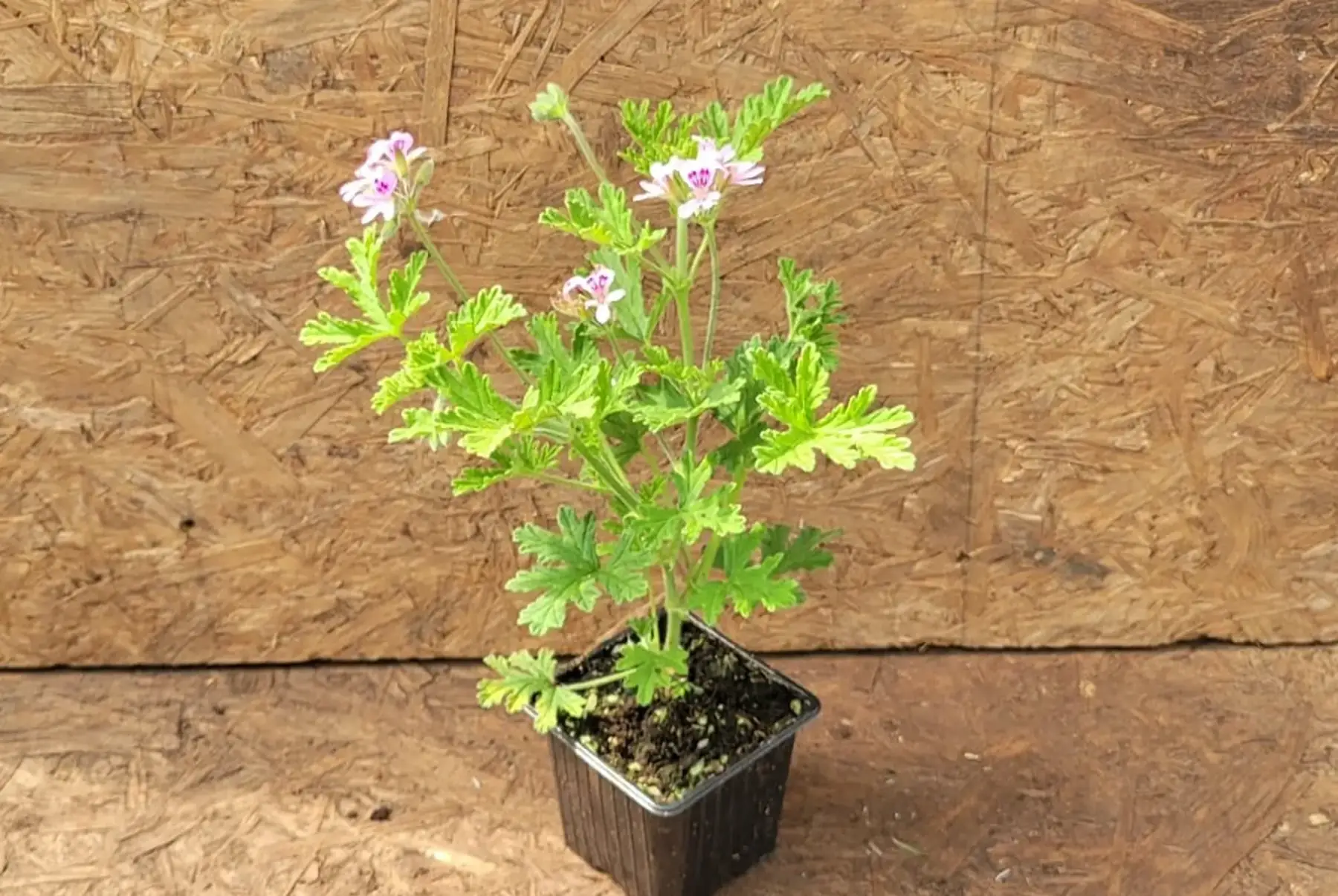 plant de géranium rosat