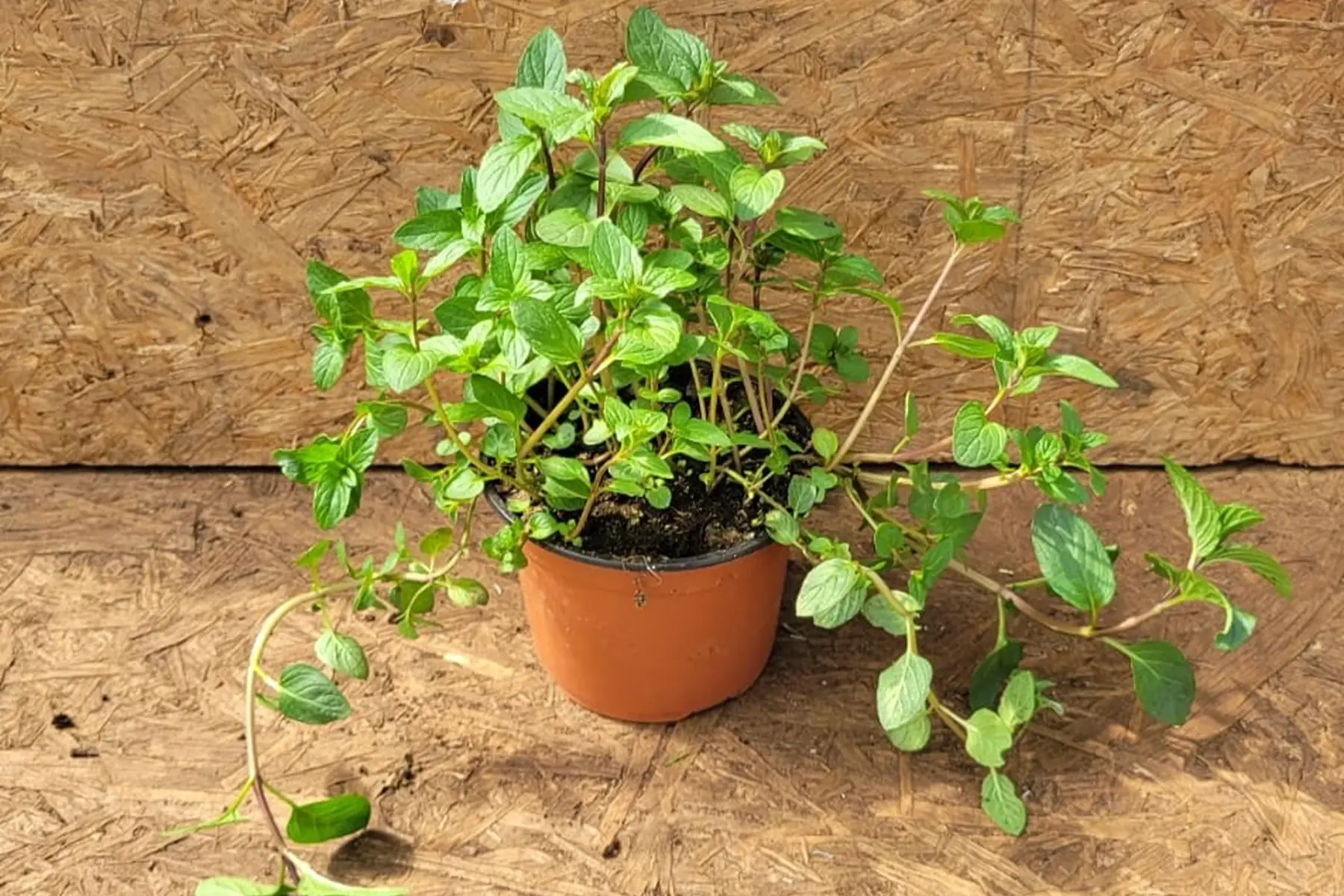 plant de menthe chocolat bio
