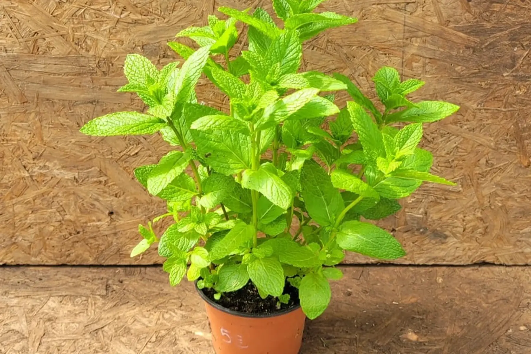 plant de menthe verte bio