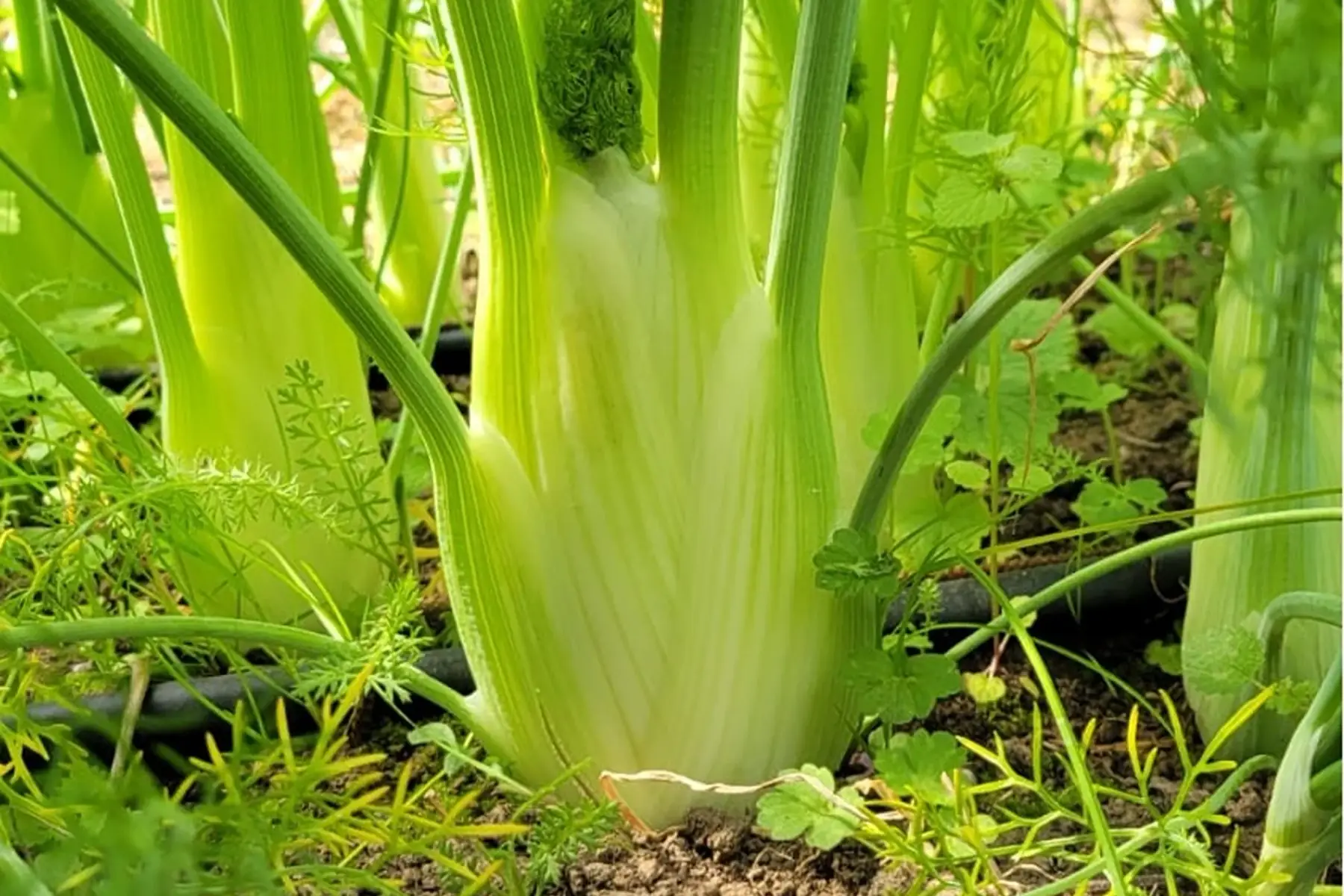 Botte de petits fenouils bio