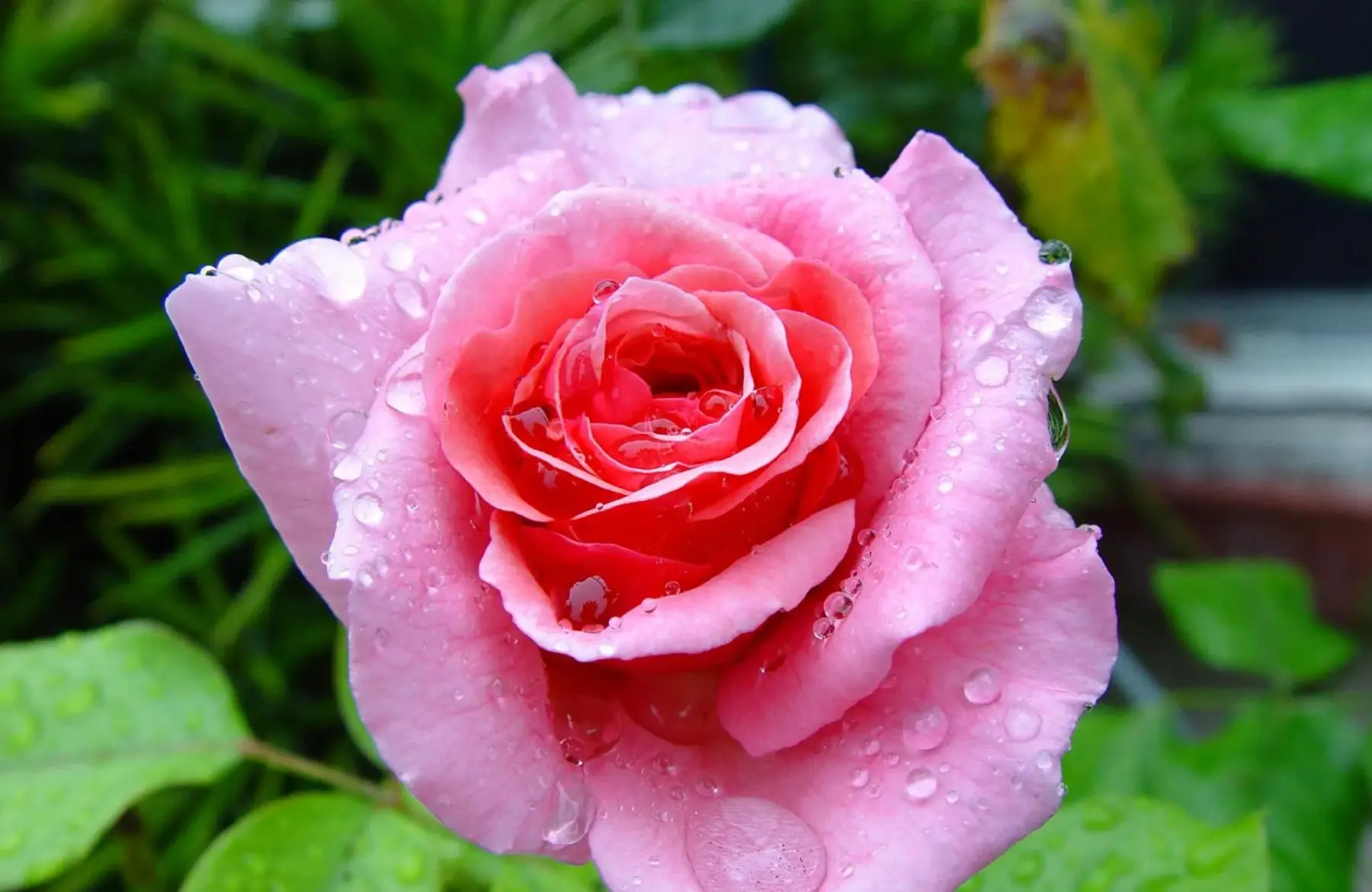 PROMO - Rosier Rose Pâle