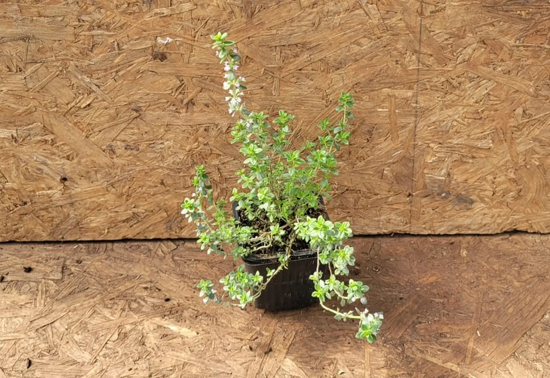 plant thym citron bio