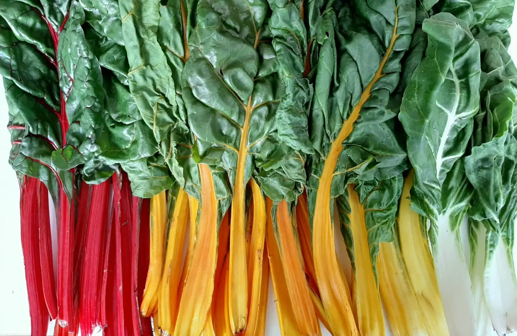 Petite botte de jeunes feuilles de blettes