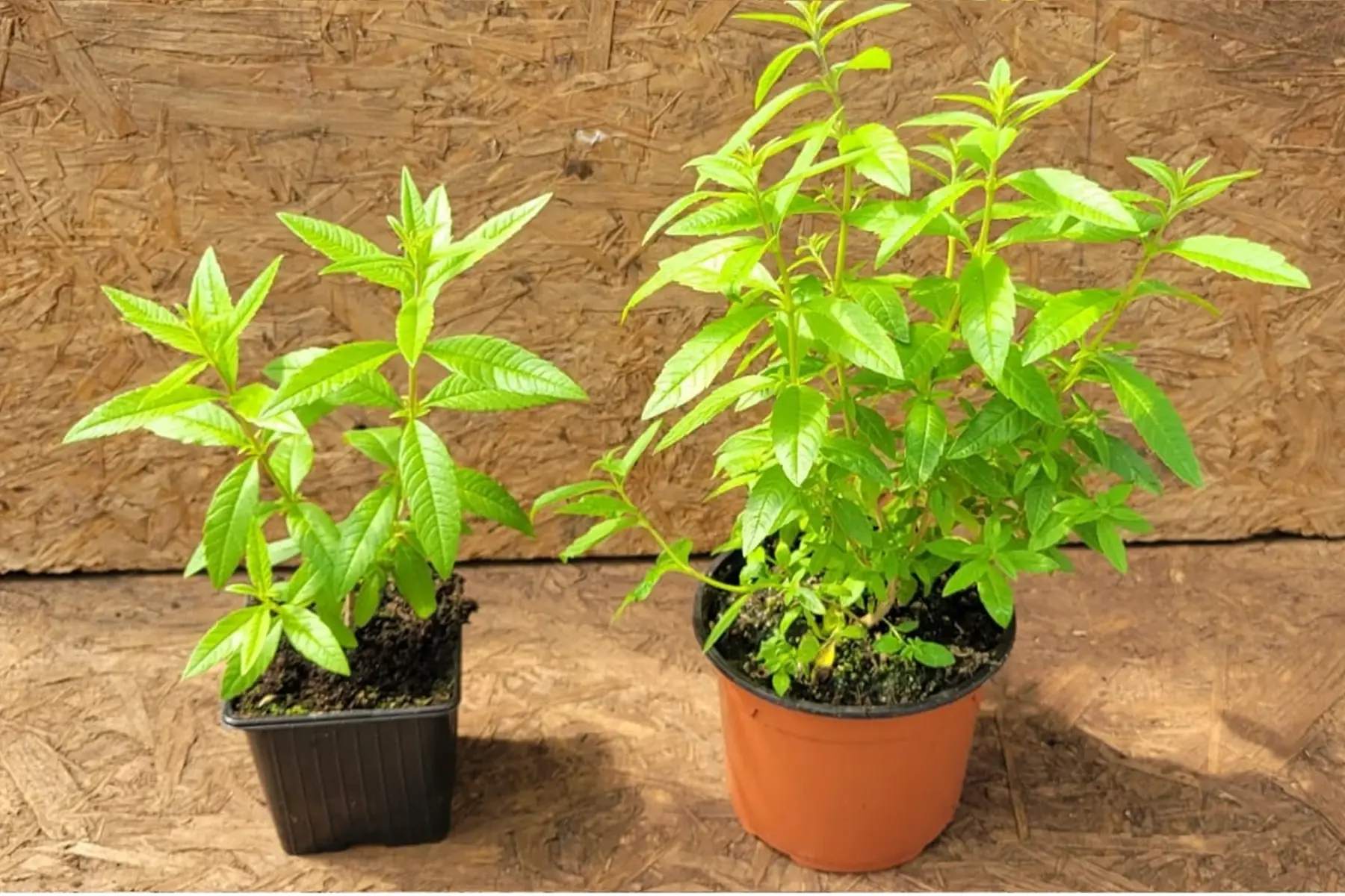 plant de verveine citronnelle bio