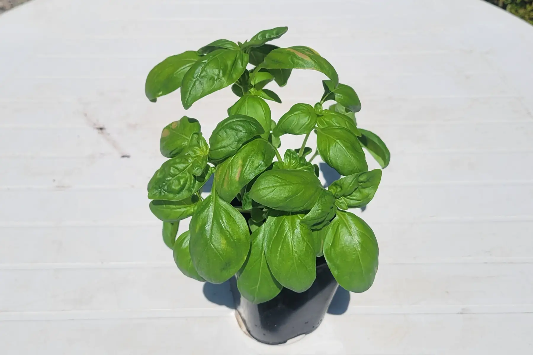 plant de basilic vert bio