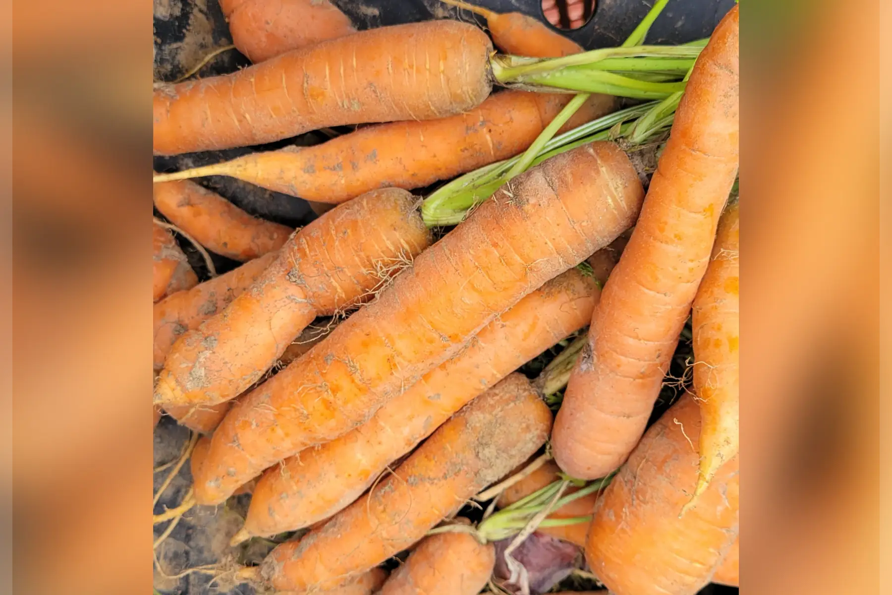 carottes nouvelles bio vrac