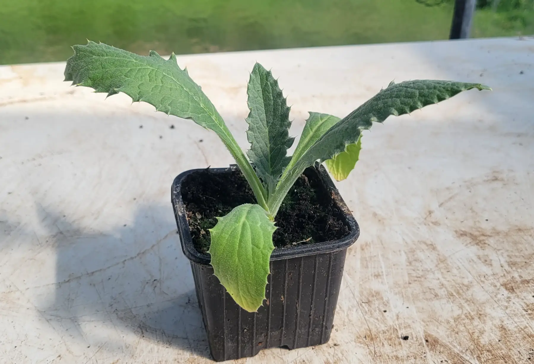 plant d'artichaut bio