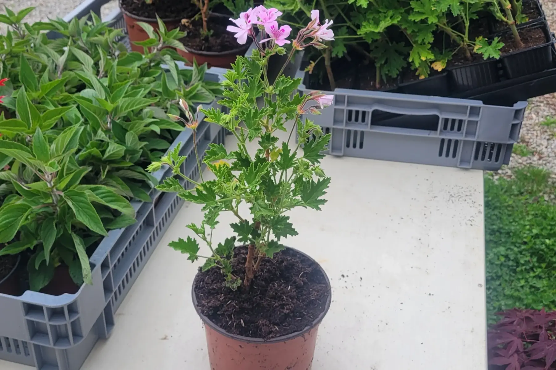 plant géranium citron bio