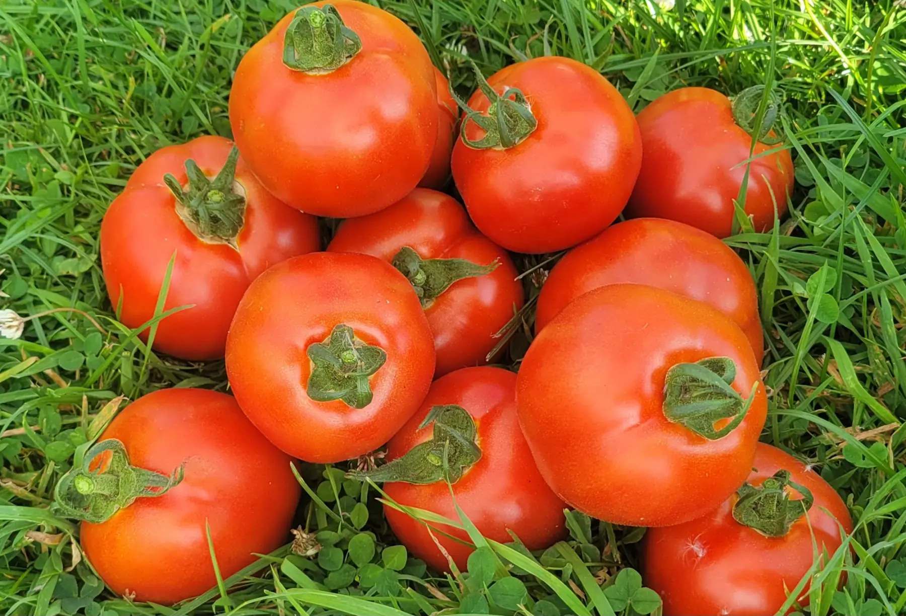 tomates rondes classiques bio