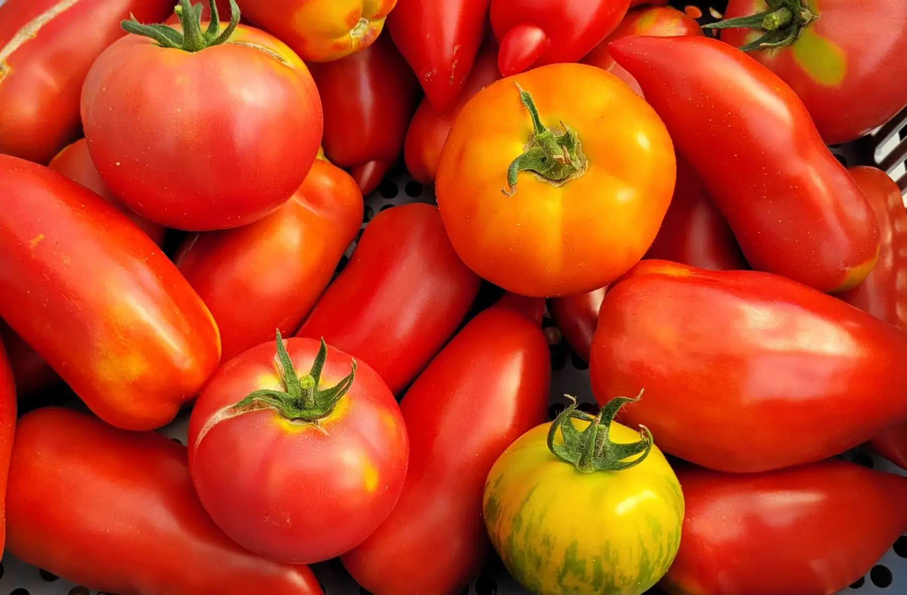 tomates anciennes bio