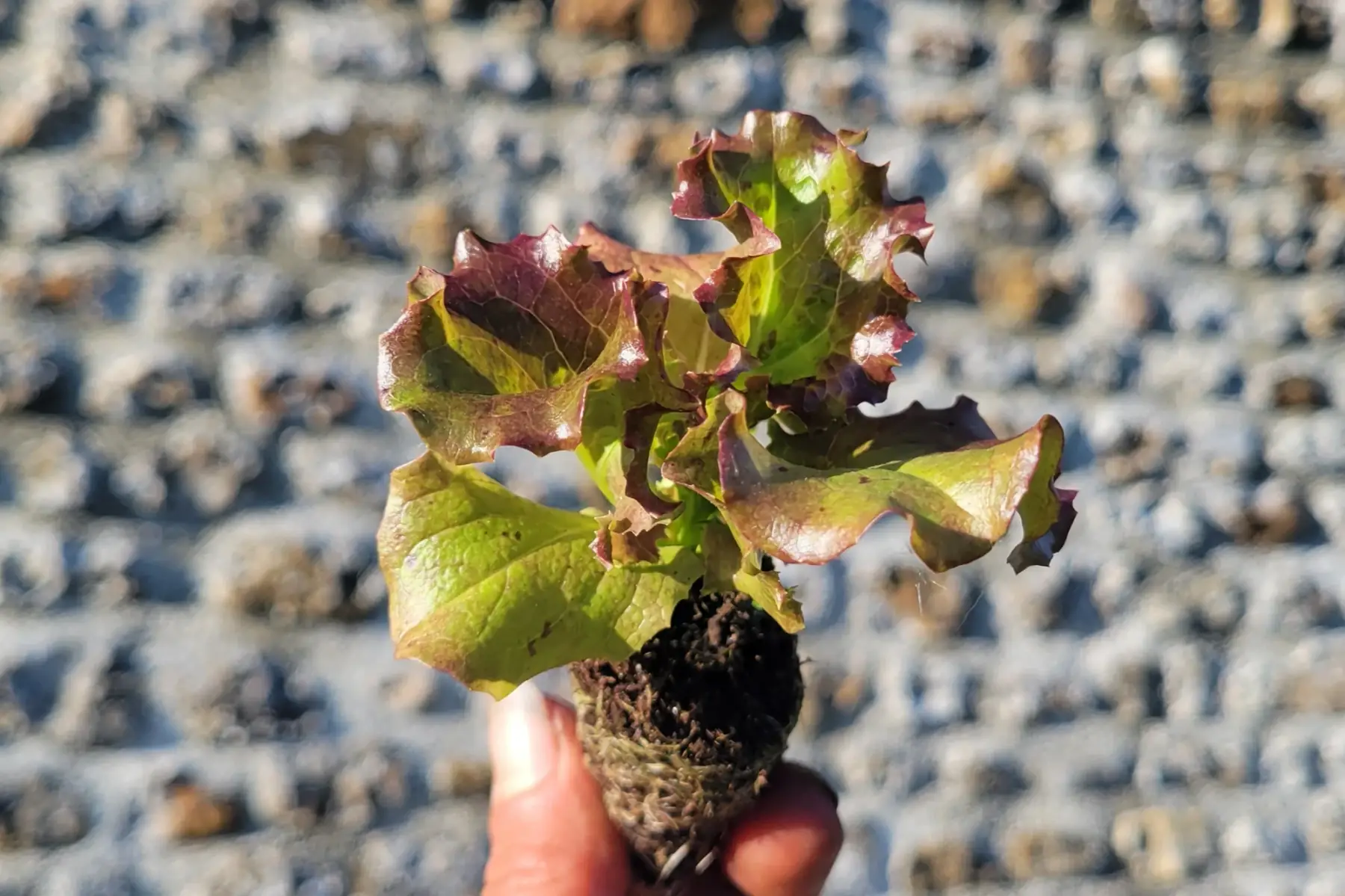 plant de salade grenobloise bio