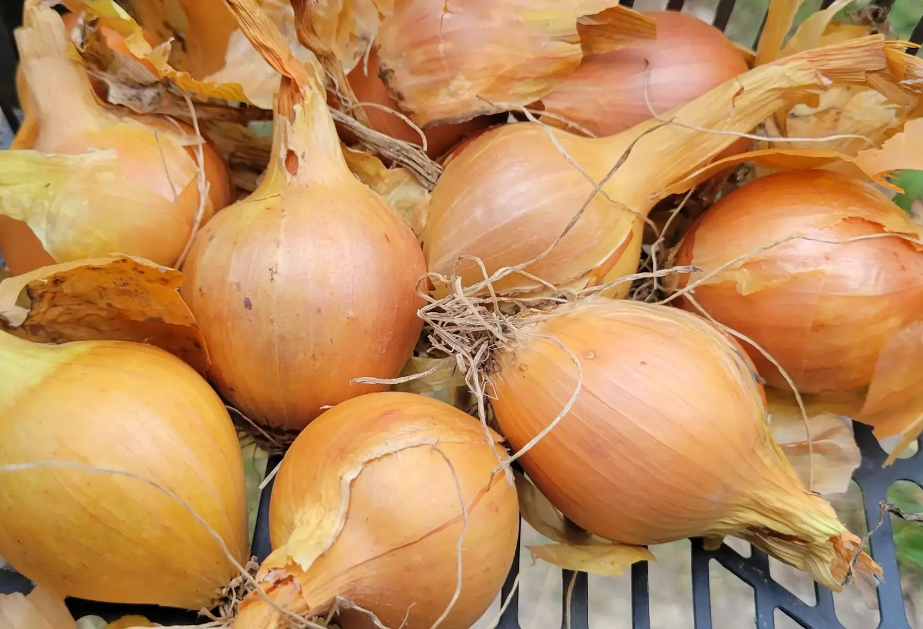 oignon jaune bio - petit calibre