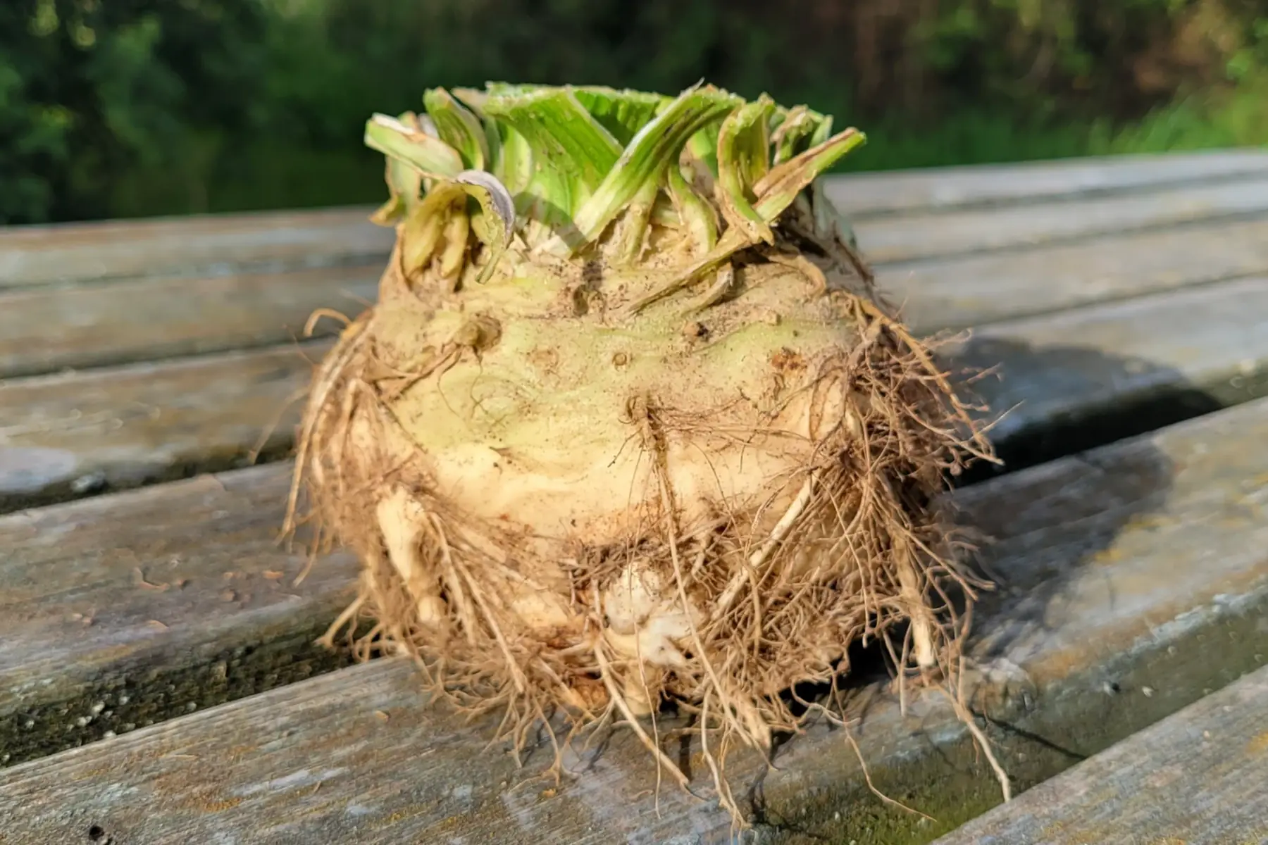 céleri rave bio (1 gros ou 2 petits)