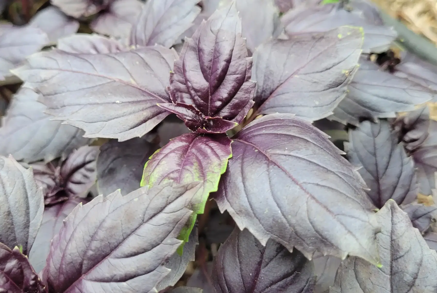 bouquet de basilic pourpre bio