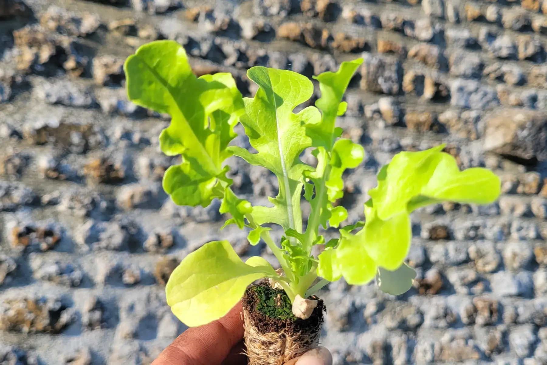 plant de salade feuille de chêne verte bio