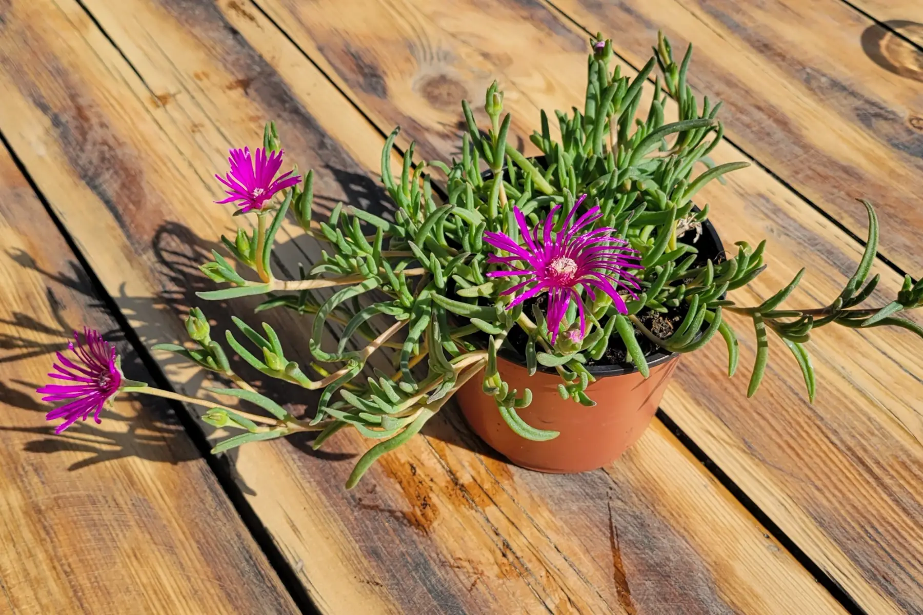 PROMO - Plante grasse 4