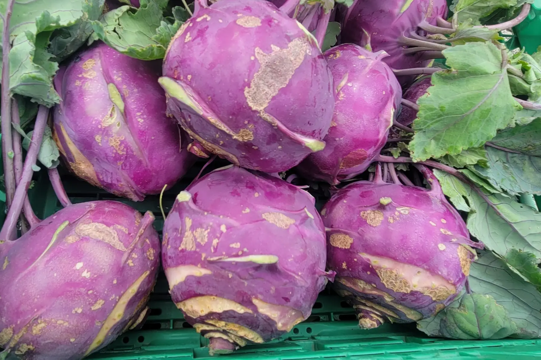 chou-rave violet bio