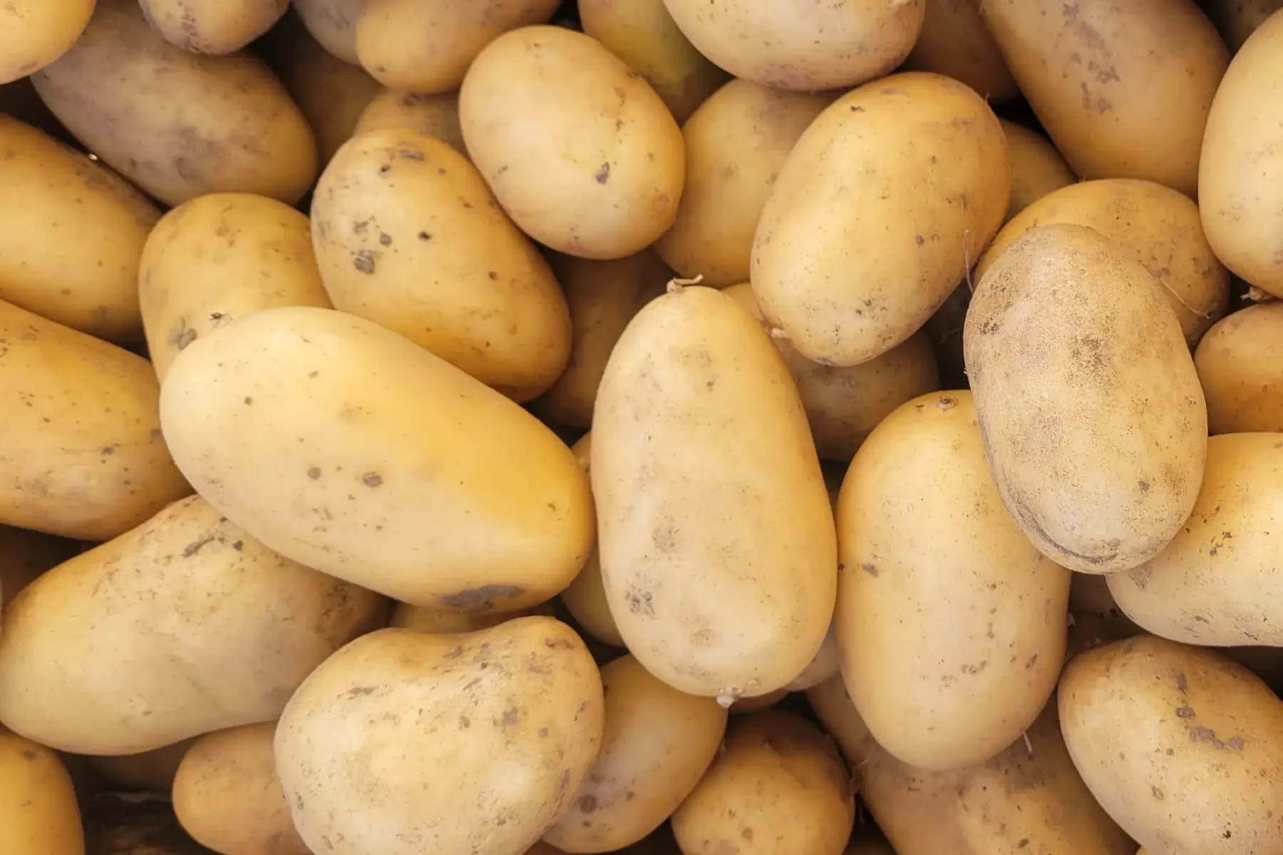 pomme de terre bio - variété azilis (fondante)