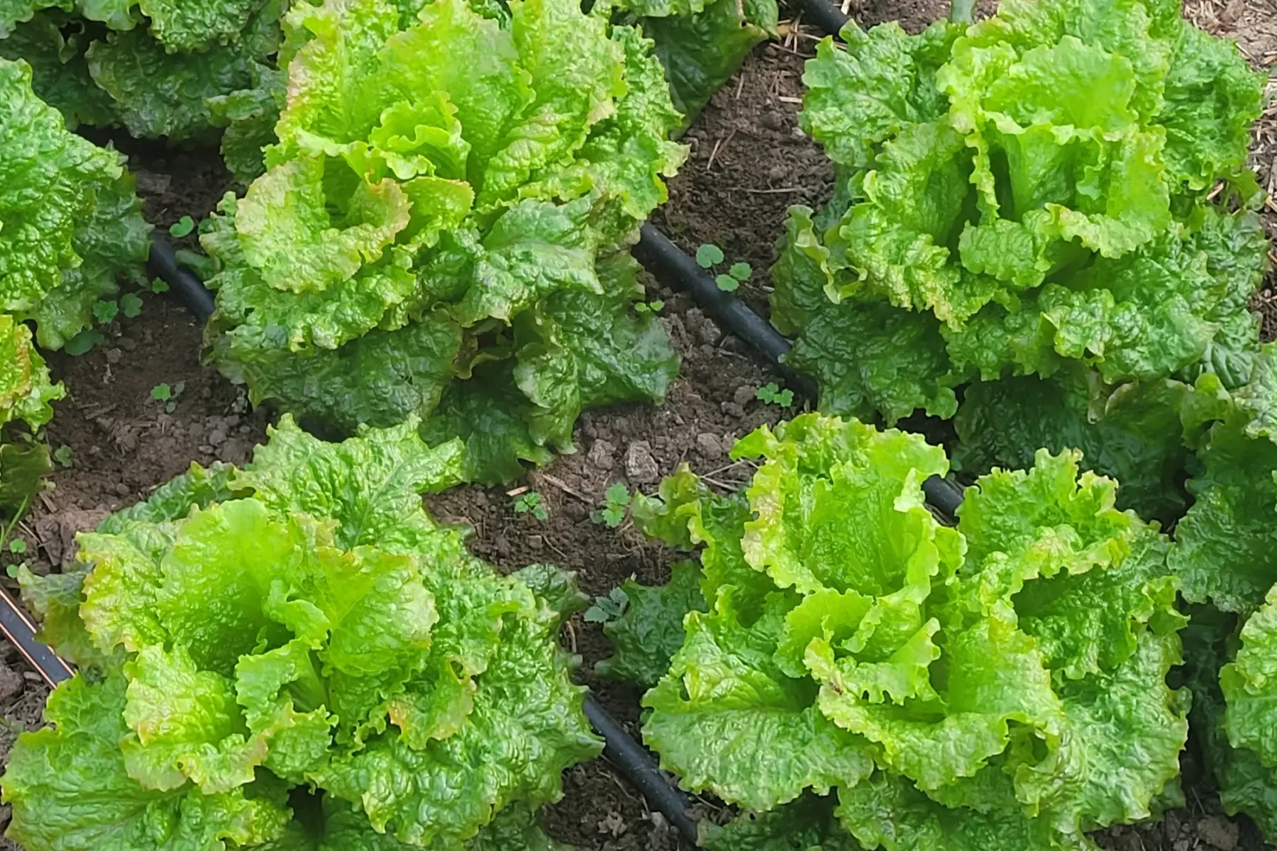 feuilles de salade grenobloise bio vrac