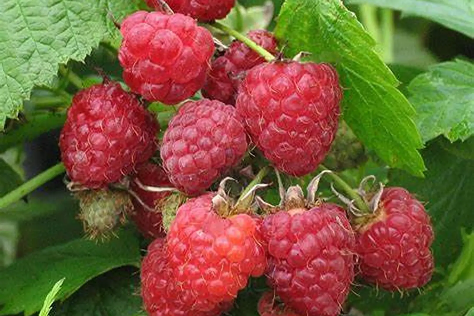 PROMO - Framboisier Heritage BIO