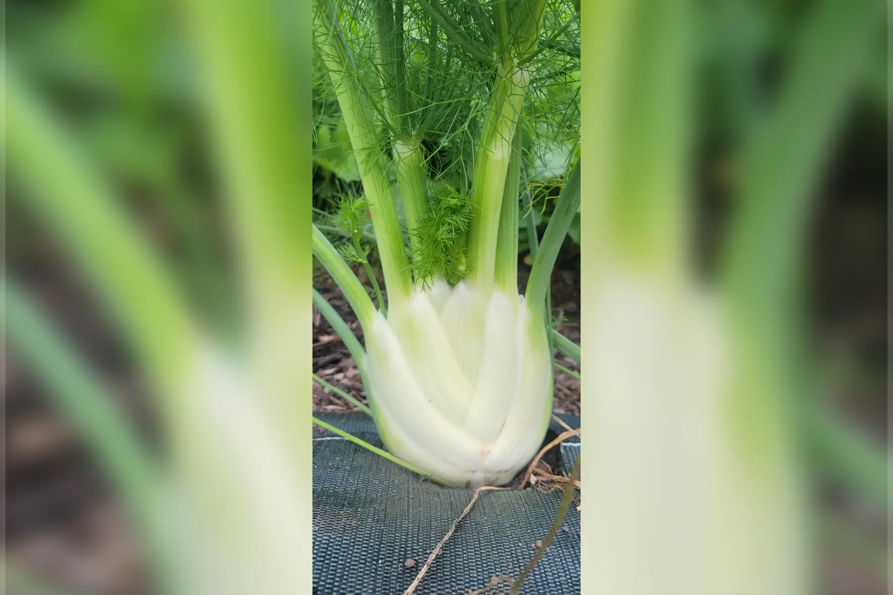 fenouil bio - gros calibre