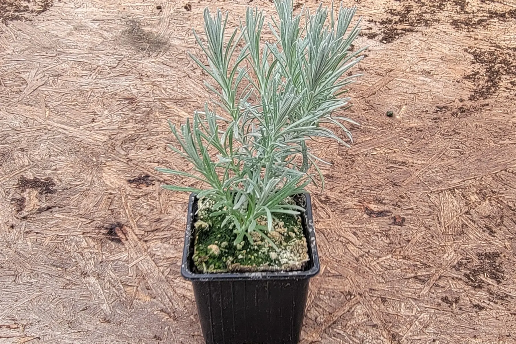 plant helichrysum bio (plante à curry)