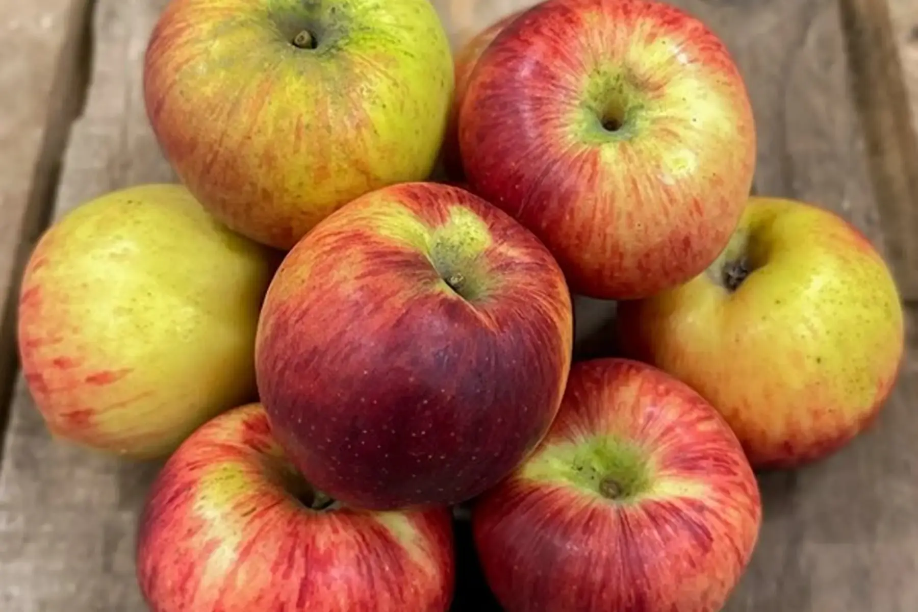 LE VERGER DES ROCHES