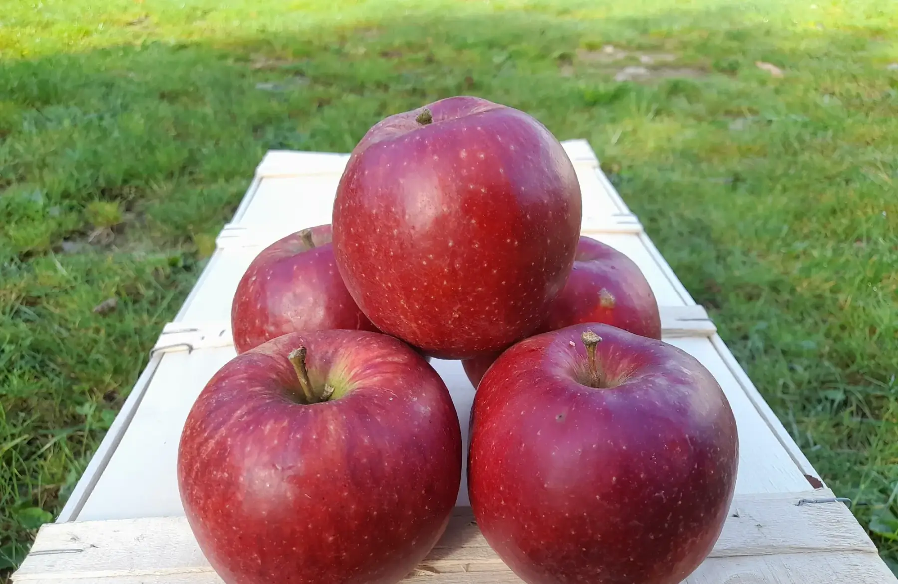 LE VERGER DES ROCHES