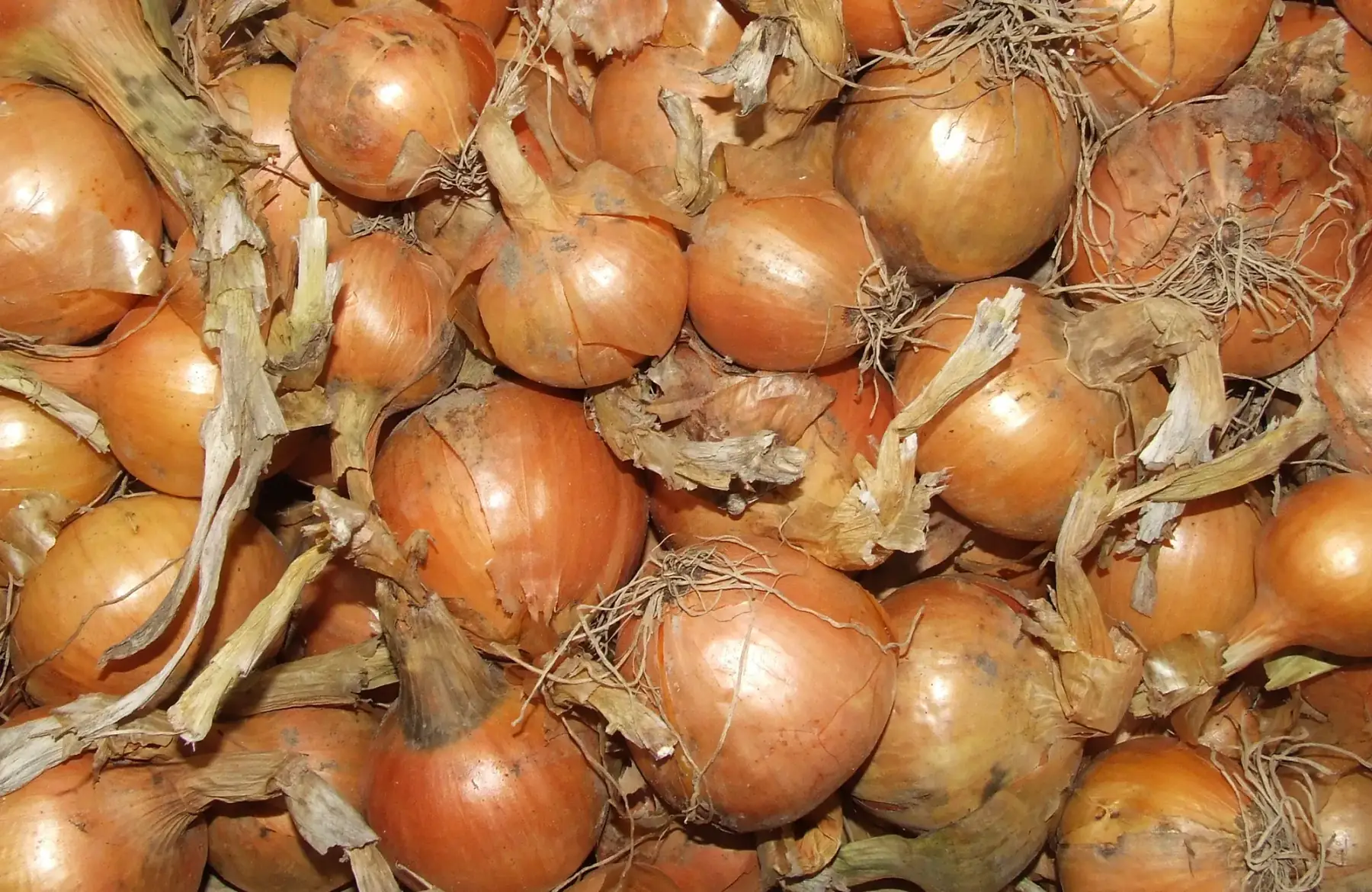 oignon jaune bio
