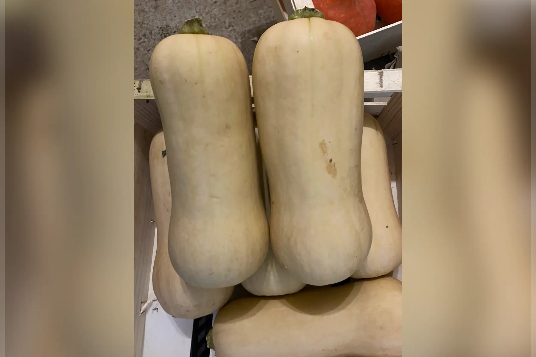 courge butternut