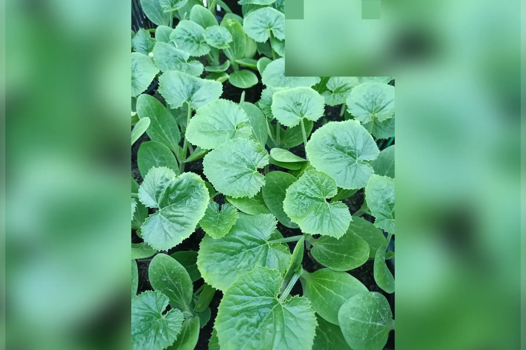 plants de courgettes/ concombre