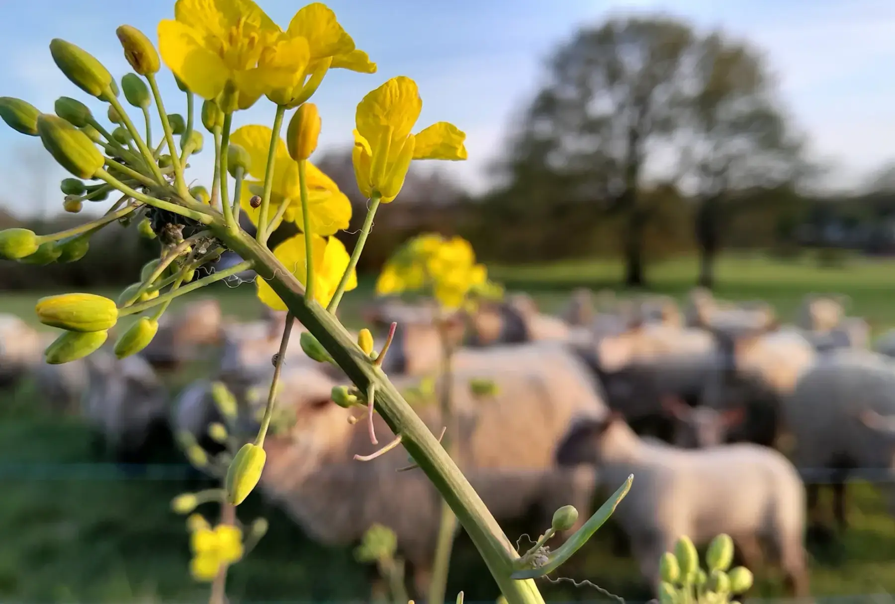 bib huile de colza 5l