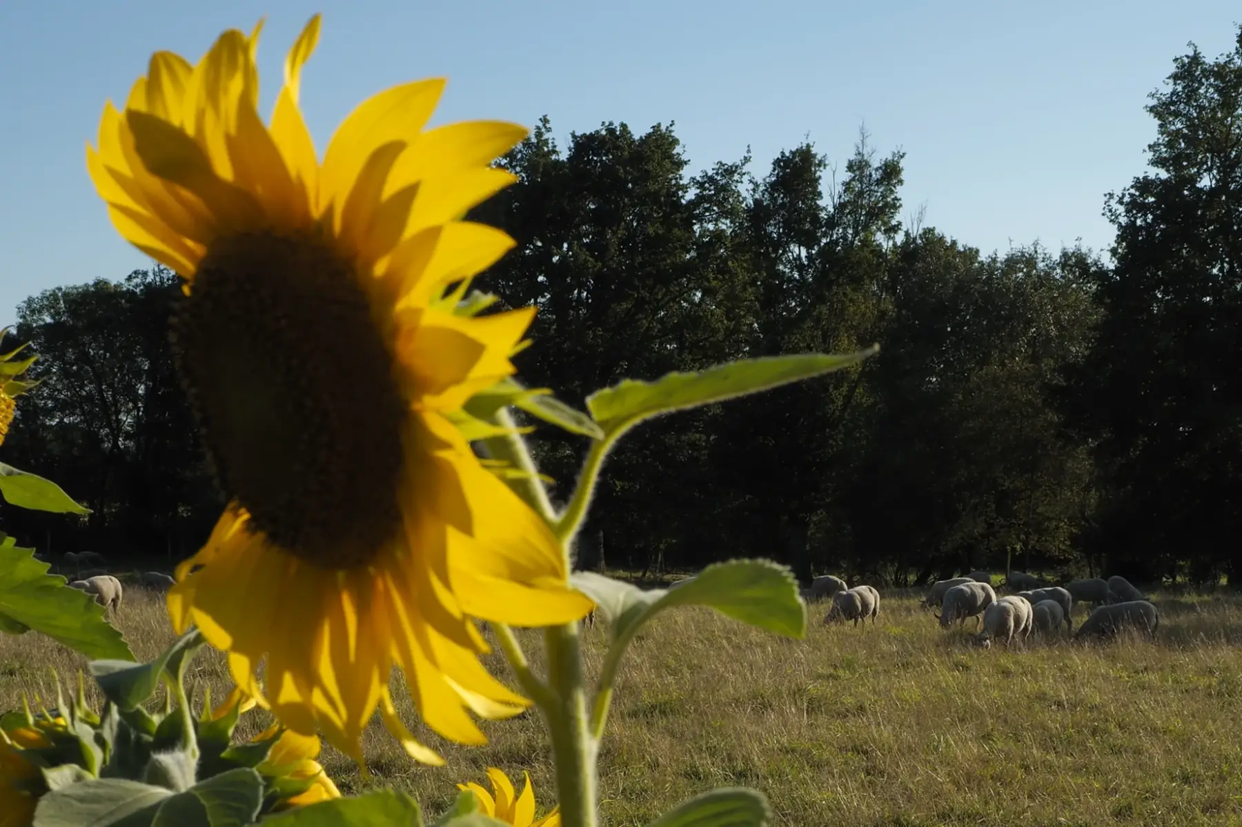 bib huile de tournesol 5l