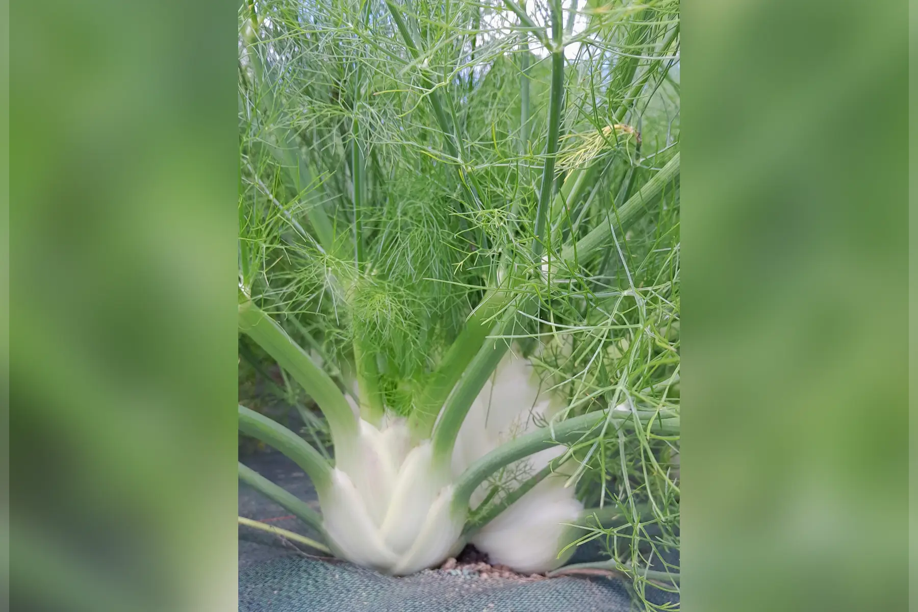 Ferme des Returières