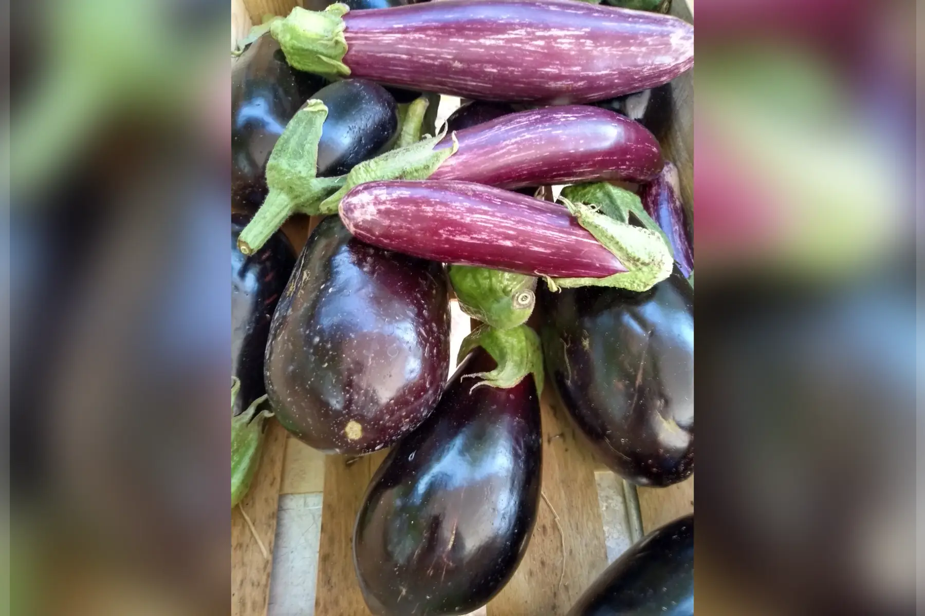 aubergines variées