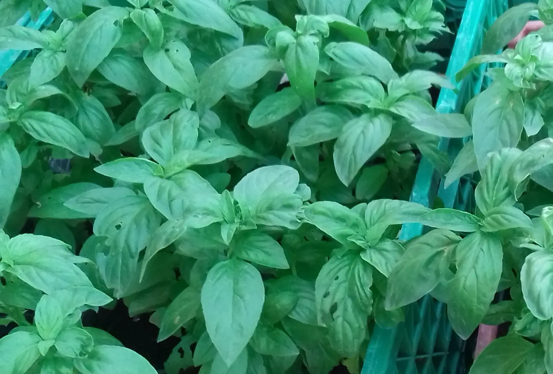 Les jardins d'Amishku