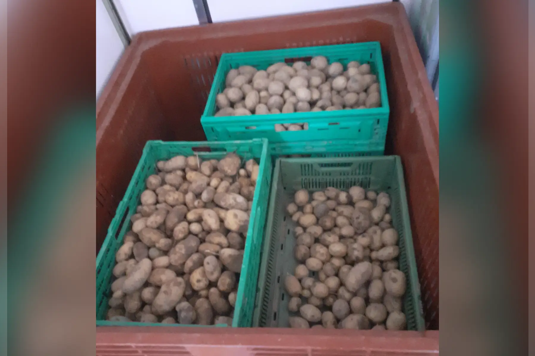 pomme de terre reine