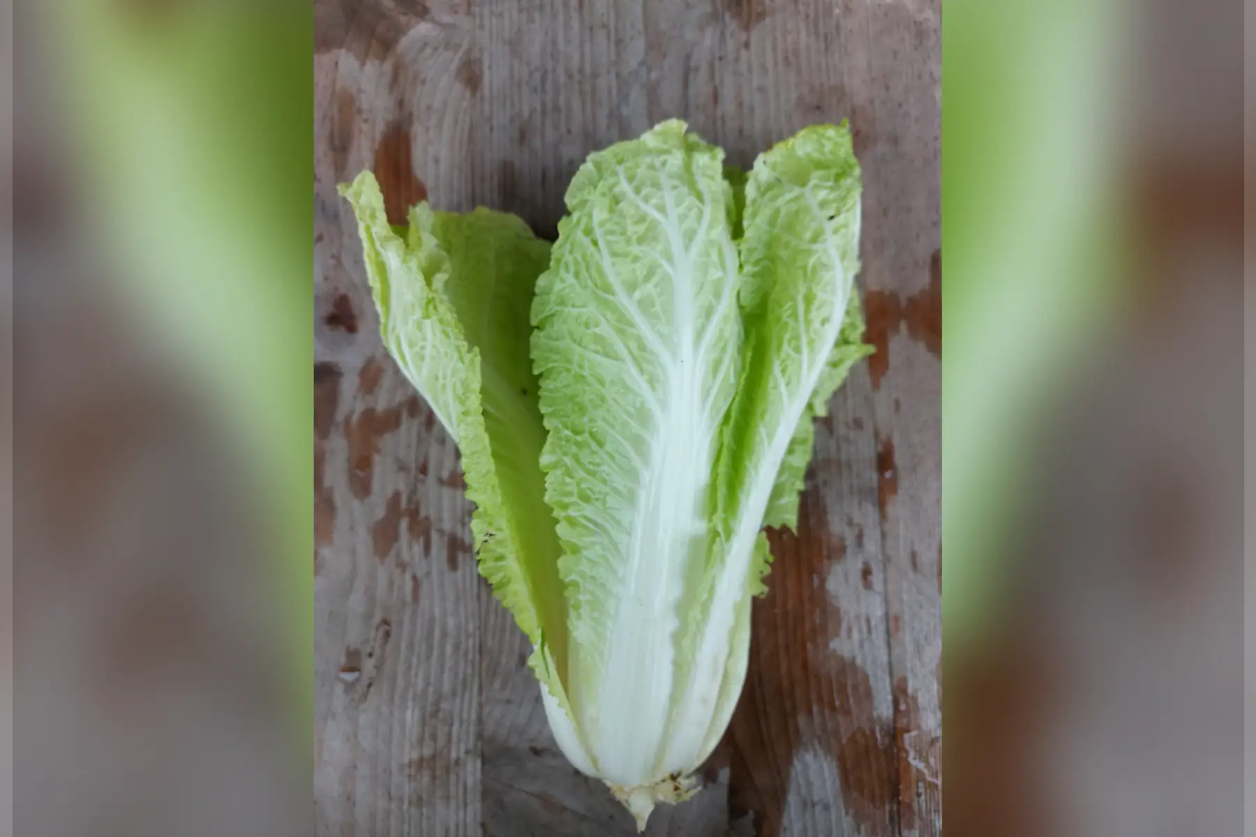 chou chinois pe tsaï