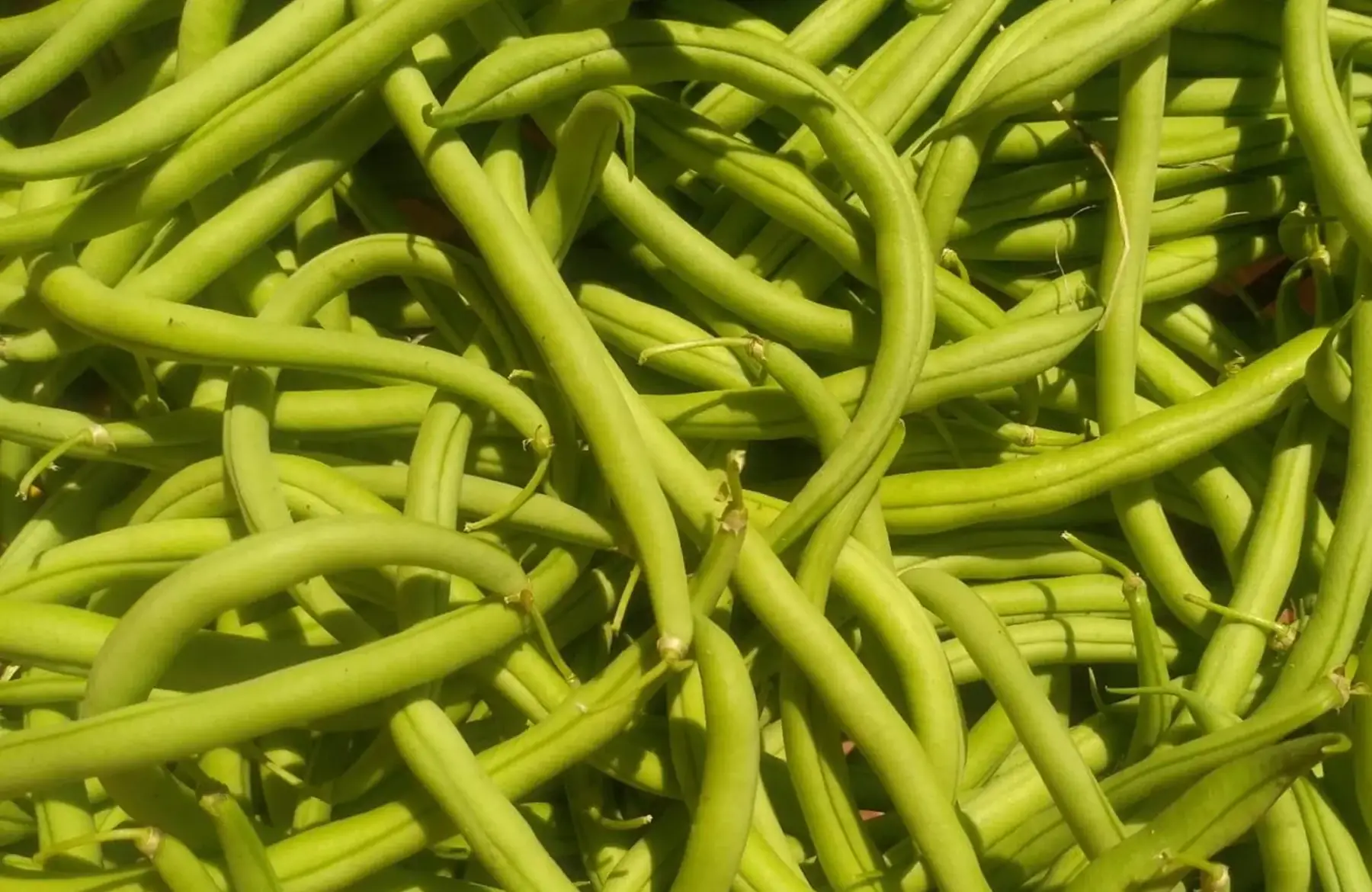haricots verts