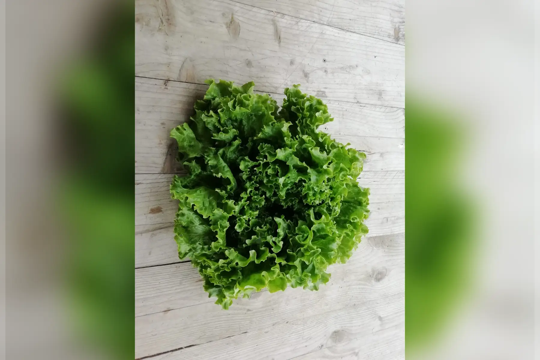 laitue batavia blonde