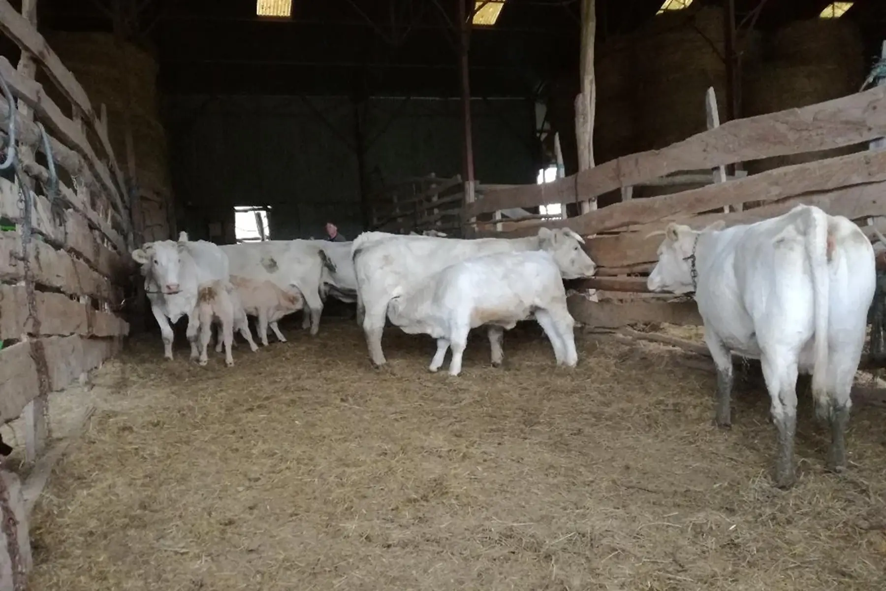 colis 3 kg de veau de lait bio