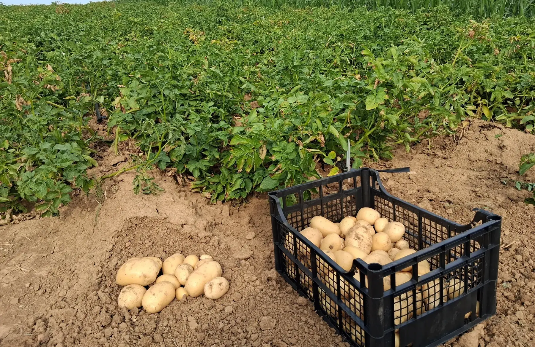 Pommes de terre Bio