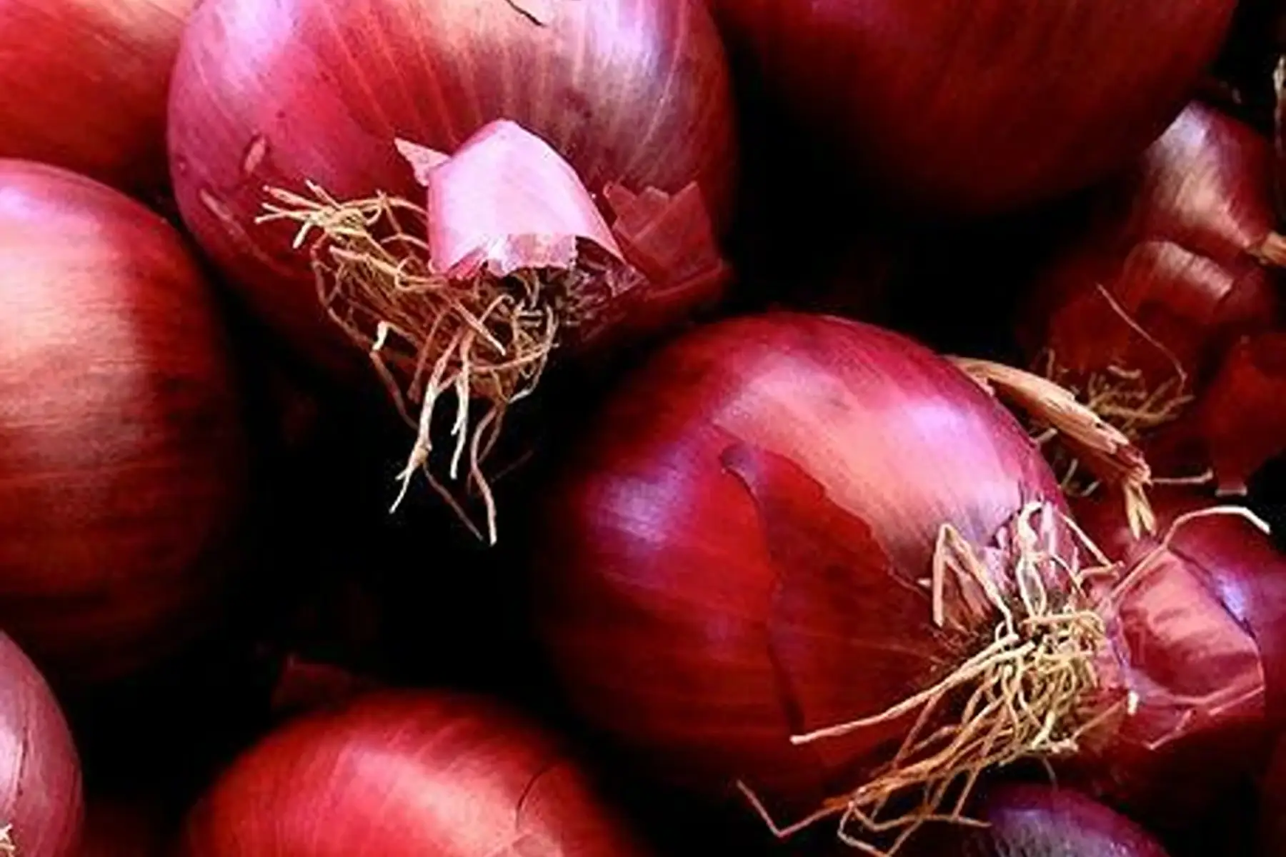 oignon rouge