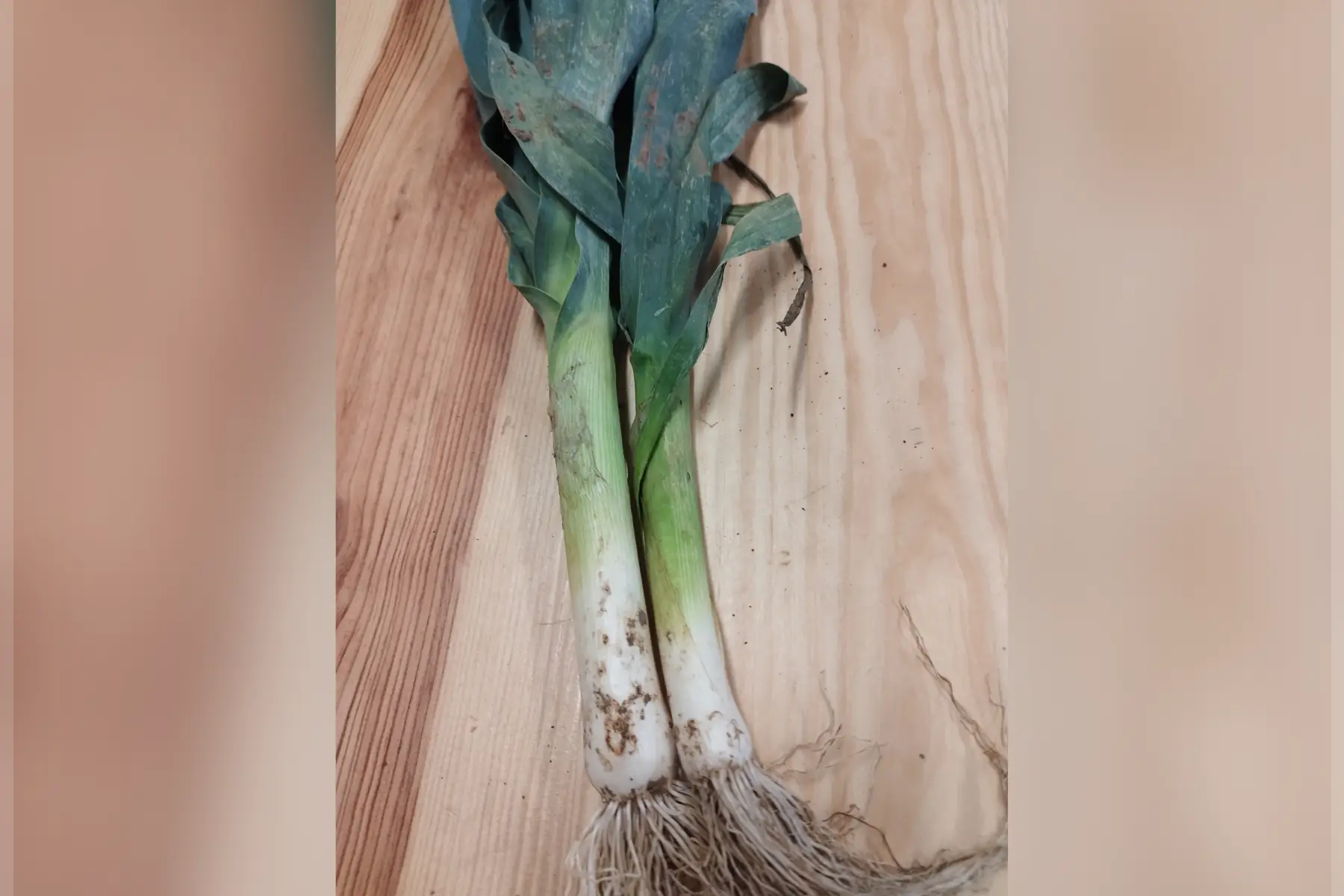 Le Rucher de Cantiers