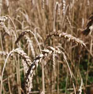 la ferme de l alouette