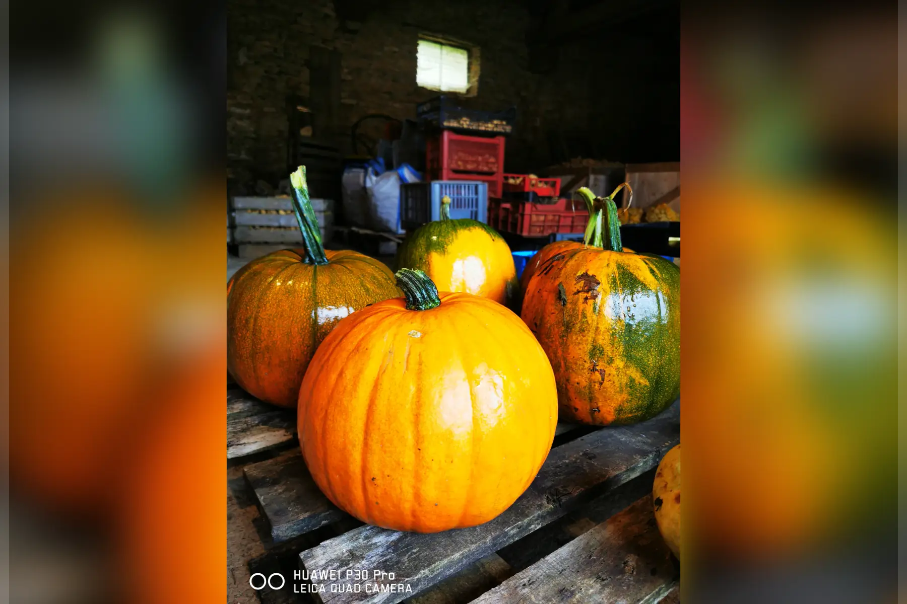 Courges Jack O lanterne